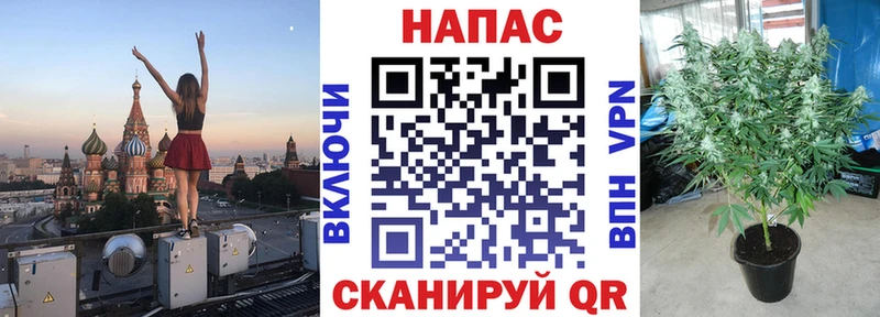 Бошки Шишки планчик  Лесной 